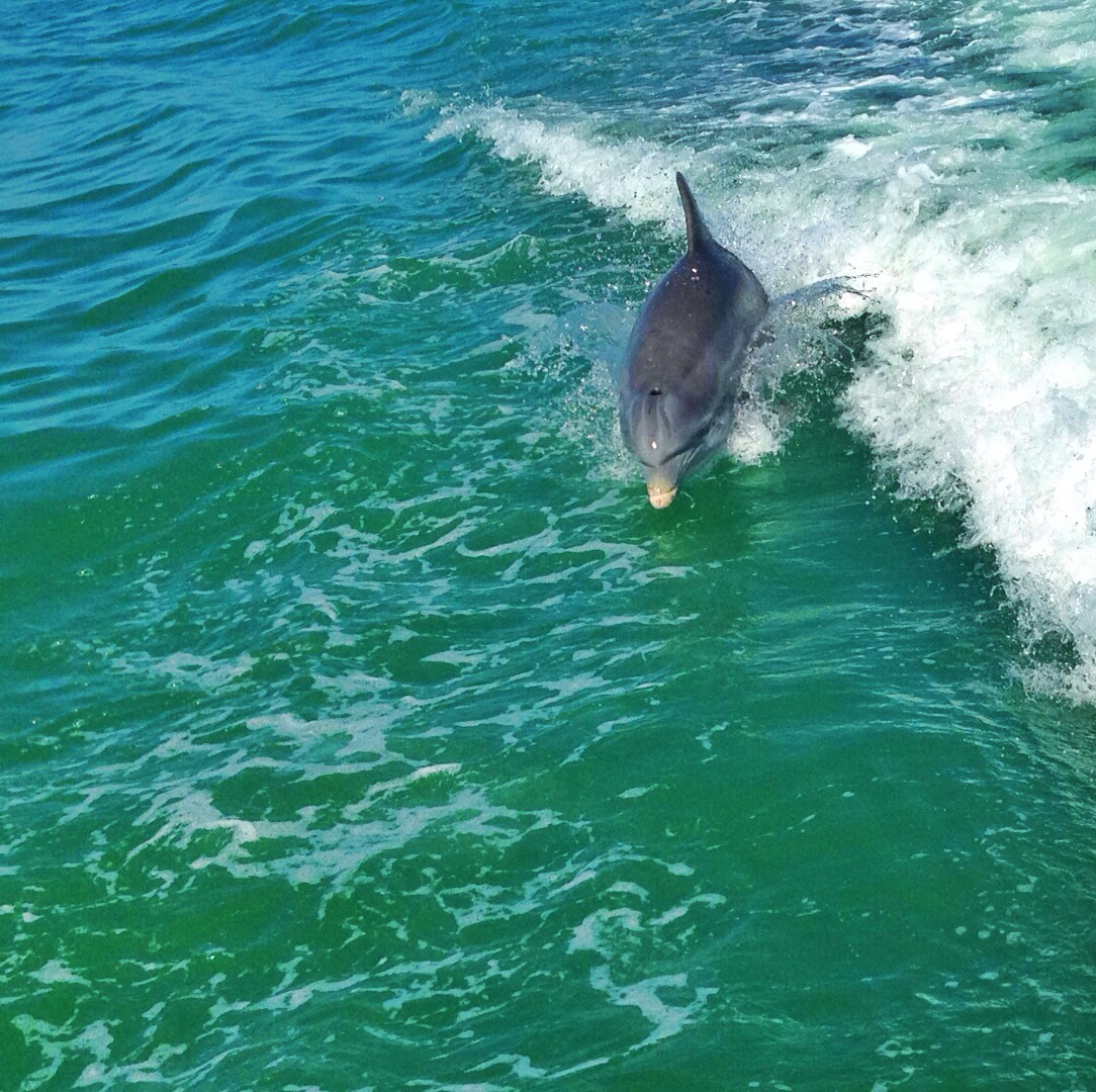 fort-myers-afternoon-dolphin-boat-tour-1