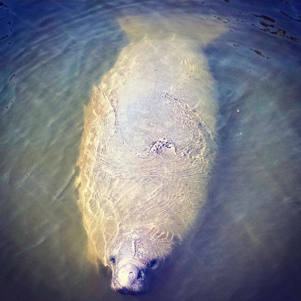 fort-myers-dolphin-tour-manatee-1