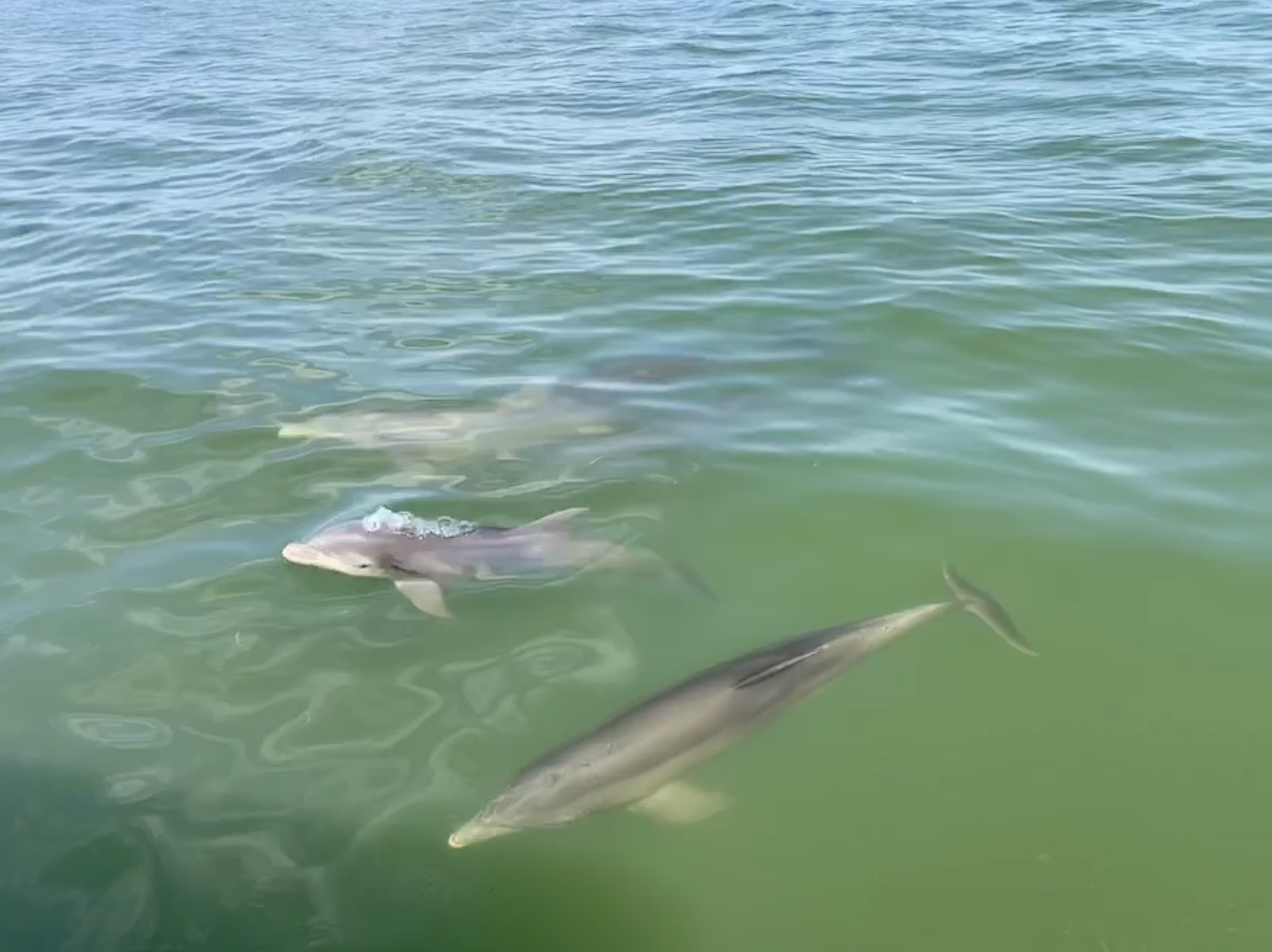 fort myers paddleboard dolphin cruise