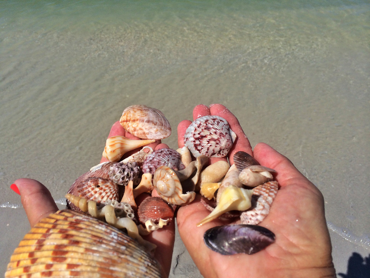 fort-myers-shelling-boat-cruise-1