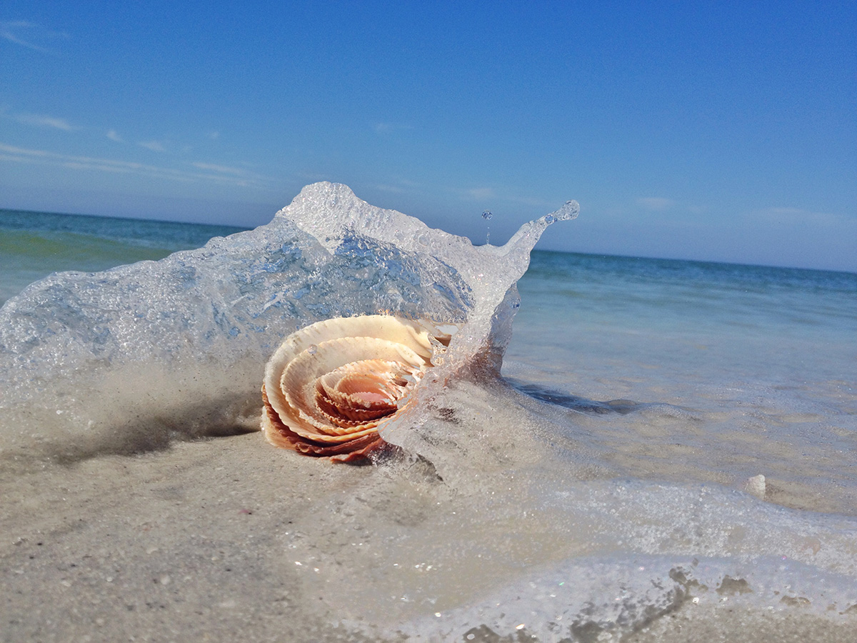 fort-myers-shelling-boat-cruise-2