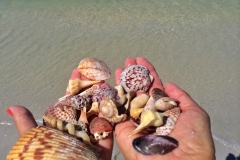 fort-myers-shelling-boat-cruise-1