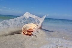 fort-myers-shelling-boat-cruise-2