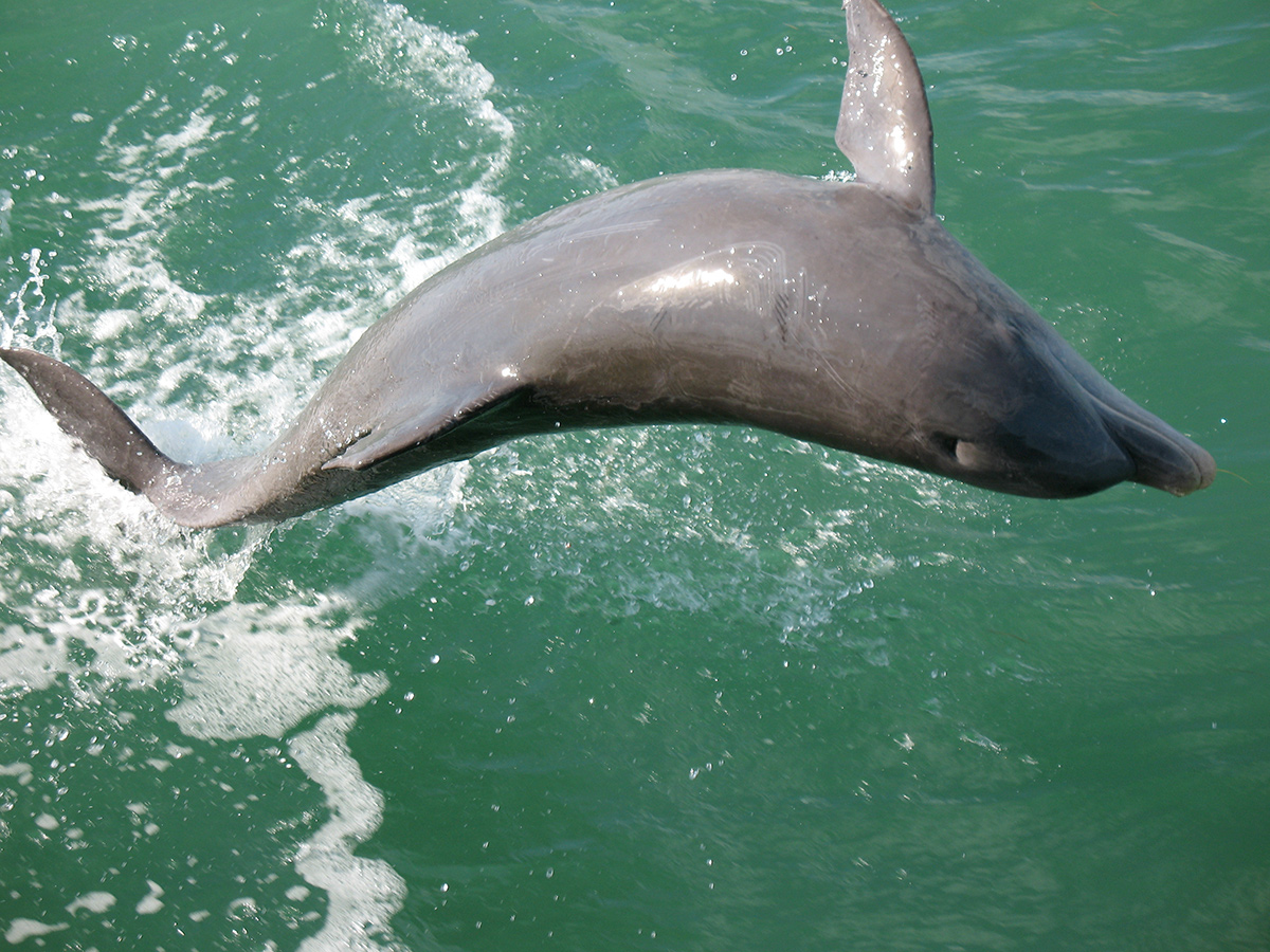 cape-coral-dolphin-cruise-charter