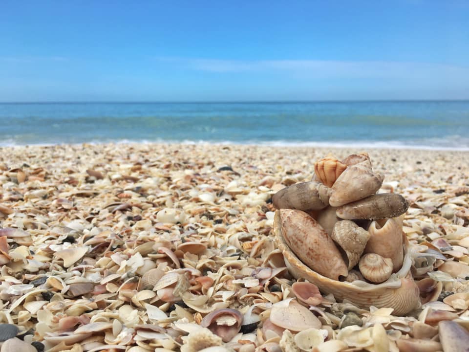 shelling tours on sanibel island