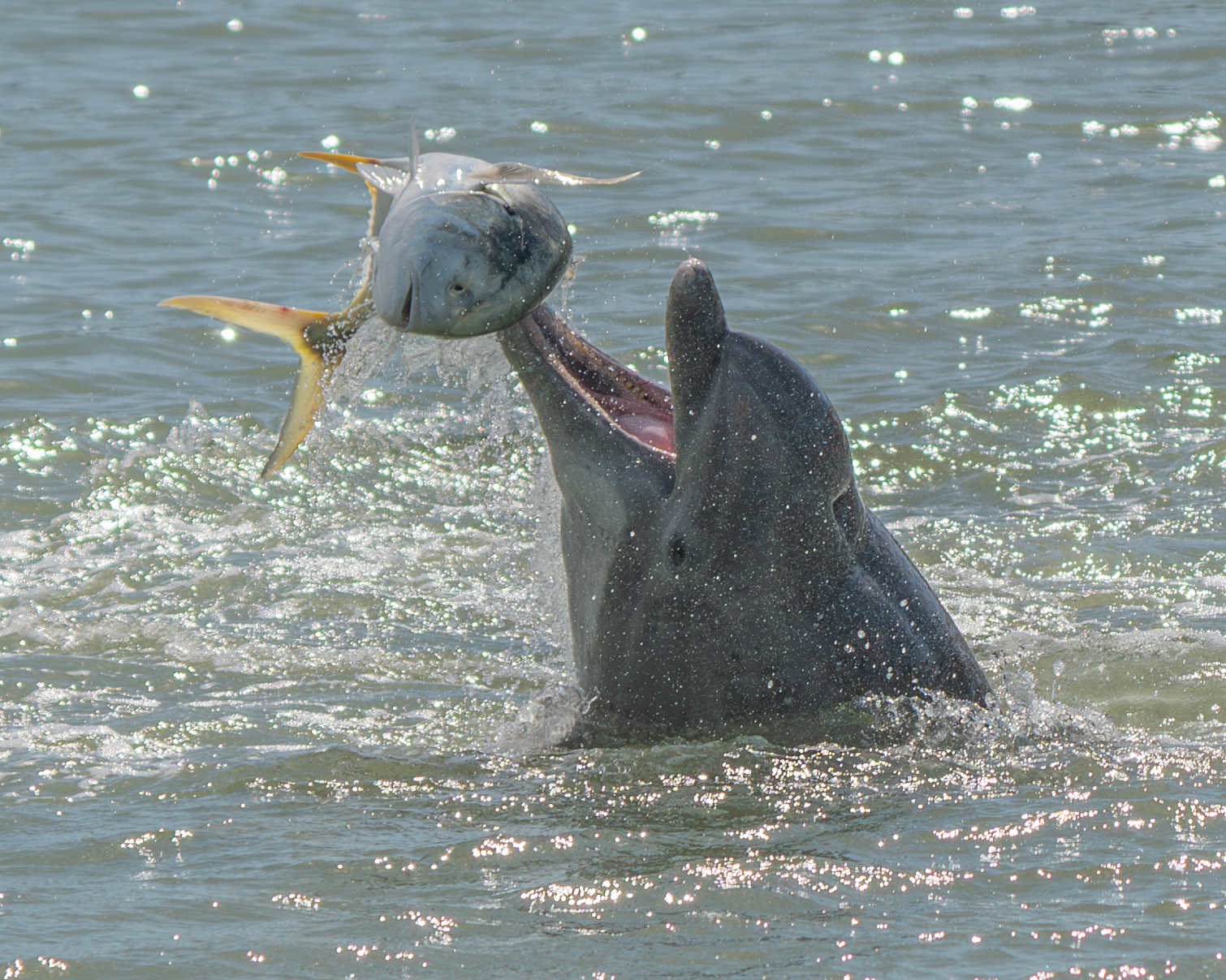 Bottlenose Dolphins of San Carlos Bay & Pine Island Sound | Adventures in Paradise Cruises