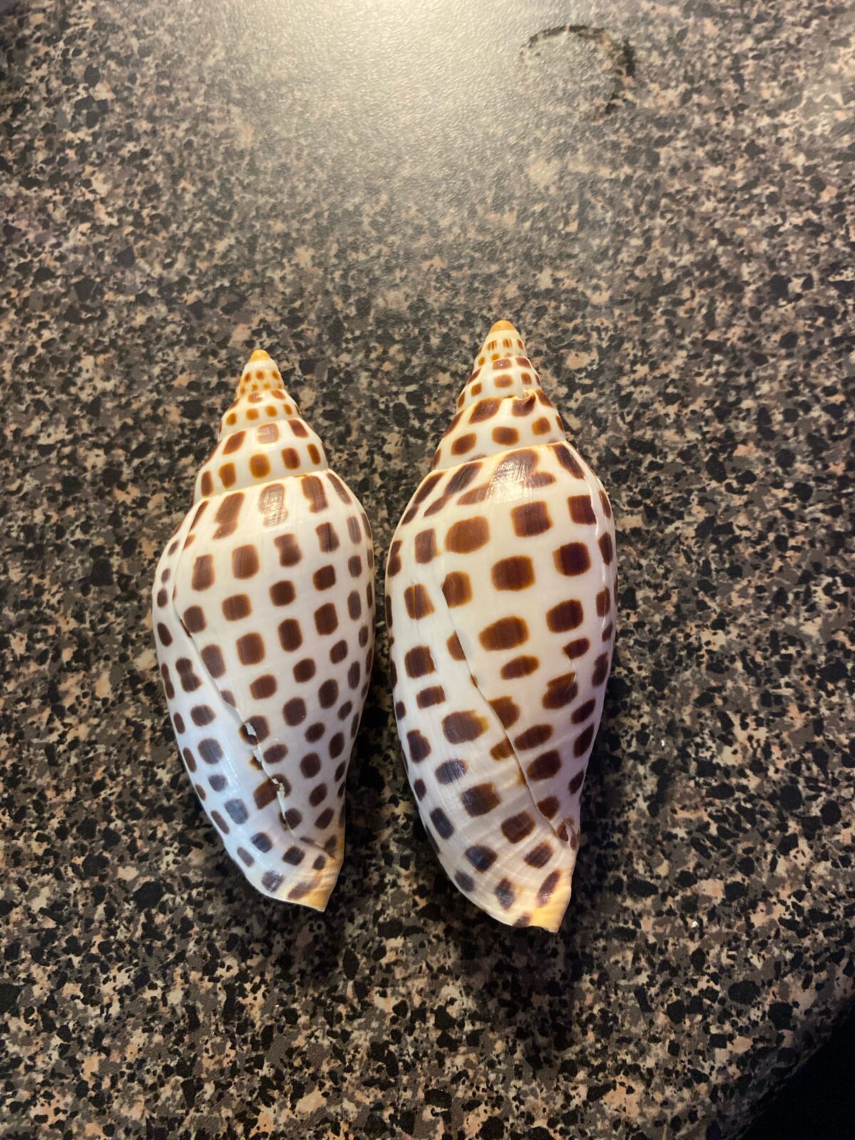 FIRST MATE THOMAS JOINS THE “J” CLUB