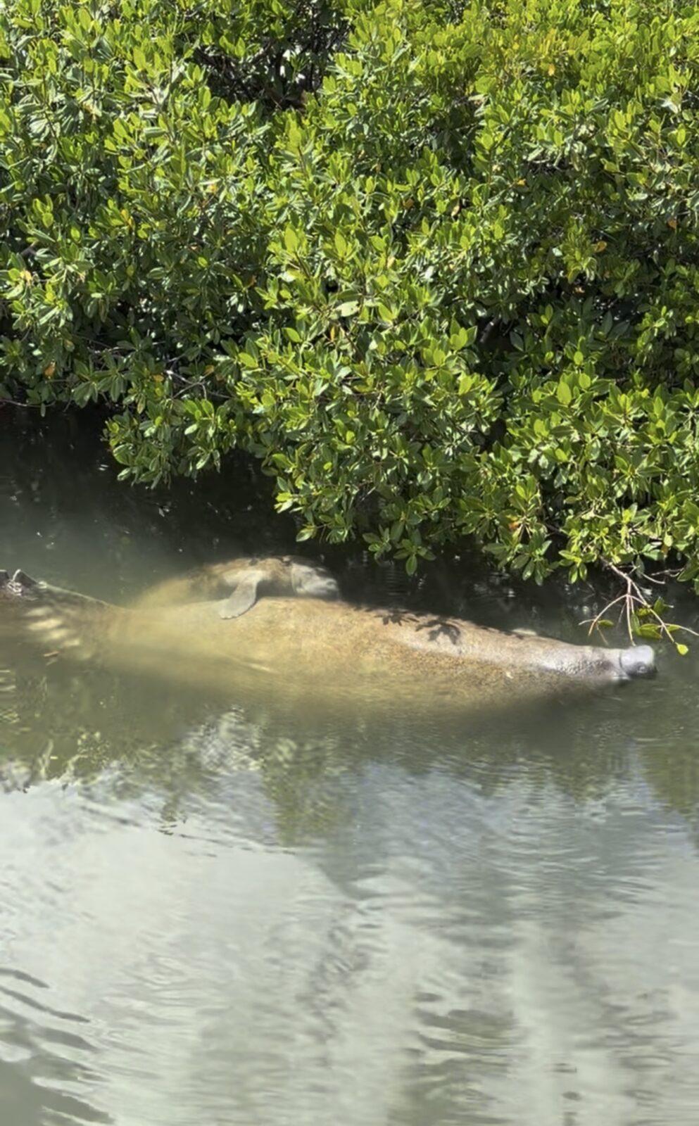 Manatees and the Magic of the Water: Discovering Southwest Florida with Adventures in Paradise Cruises